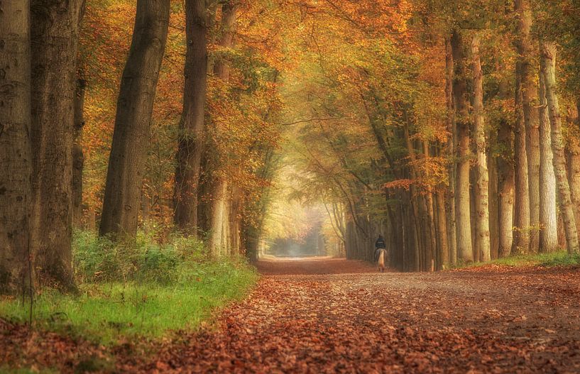 Ruiter in het bos van Connie de Graaf