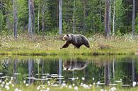 Brown bear with reflection by Merijn Loch thumbnail
