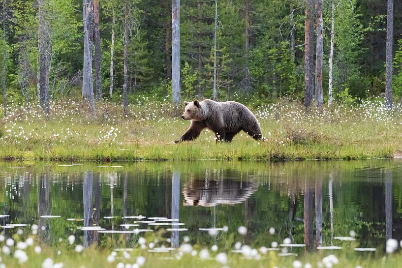 Brown bear with reflection by Merijn Loch