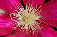 Clematis by Anne Seltmann thumbnail