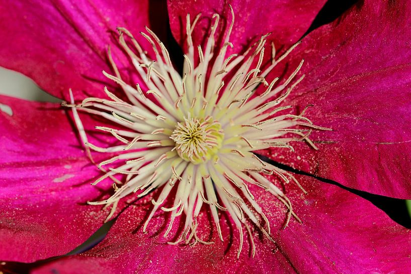 Clematis by Anne Seltmann