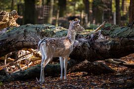 Hirsch 4 von Nuance Beeld