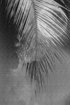 palmenblatt und Mond