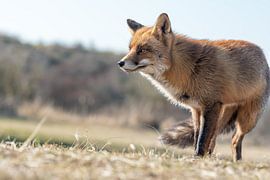 Prachtige vos in de duinen van Noord Holland van Jolanda Aalbers