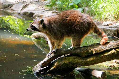 Waschbär