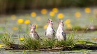 Three young Black terns