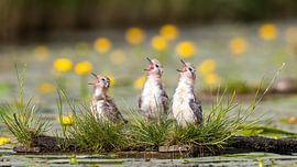 Drei junge Trauerseeschwalben