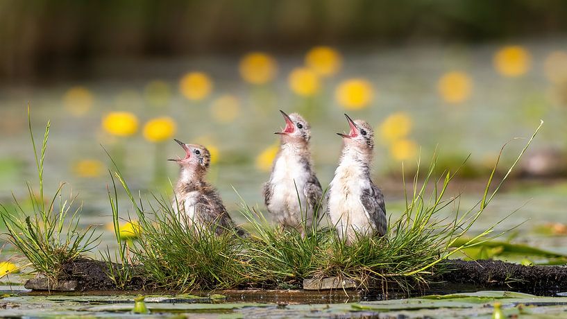 Drie jonge Zwarte sterns van Ron Westbroek