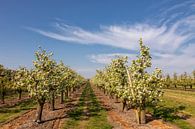 Boomgaard met lente bloesem, blauwe lucht en sluierwolken van Bram van Broekhoven thumbnail