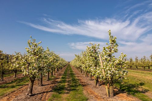 Boomgaard met lente bloesem, blauwe lucht en sluierwolken