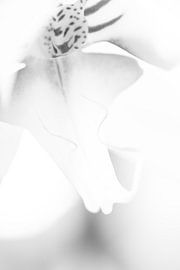 Butterfly orchid in black and white