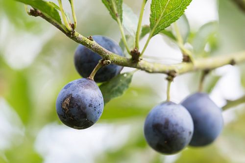 Schlehdornbeeren