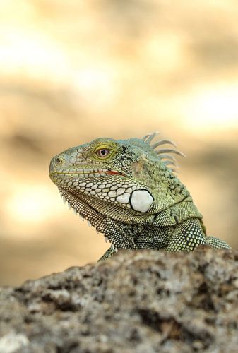 A powerful presence of the iguana in Curaçao