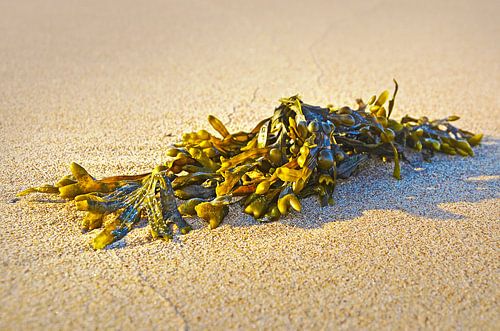 Seaweed on the beach at Noordwijk, the Netherlands