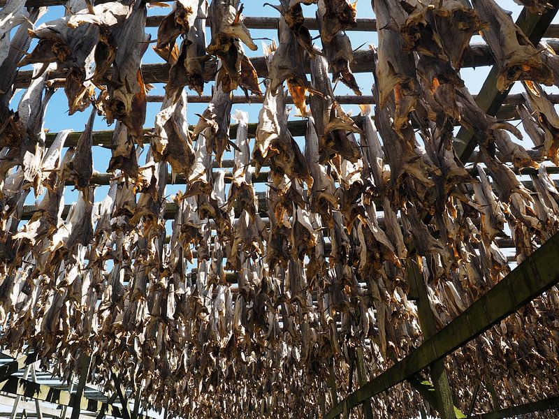 Trocknen von Stockfisch auf den Lofoten von Joep Dirkx
