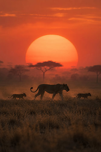 Savanna Sunset – Une lionne avec ses lionceaux sous le soleil africain sur Design Wall Arts