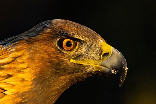 Steenarend (Aquila chrysaetos), Golden Eagle, Zweden.