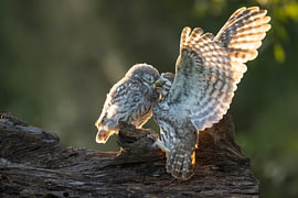 petites chouettes des rochers qui se câlinent sur Ina Hendriks-Schaafsma