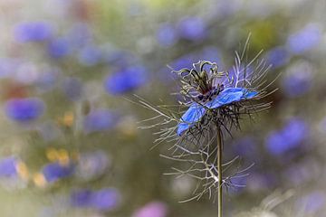 Little Miss in Green by Rob Boon