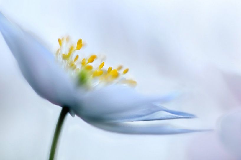 Anemone by Marjo Snellenburg