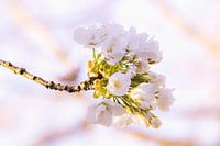Blossom | Spring in the Keukenhof, Lisse | Netherlands
