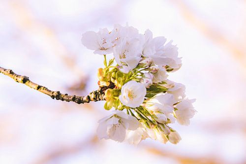 Witte bloesem - lente bloemen - Nederland