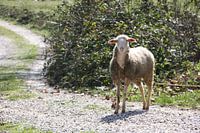 les moutons en Turquie