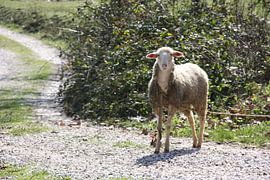 schaap in turkije van Brenda van der Hoek