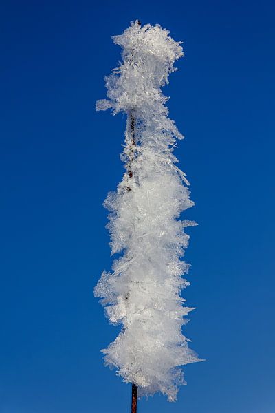 Winter twig, Netherlands by Adelheid Smitt