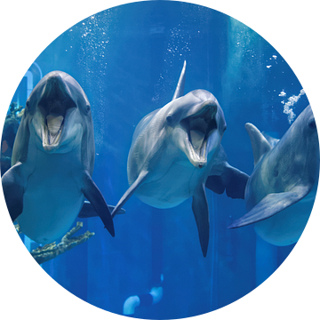 Drie dolfijnen zwemmen in het aquarium en kijken je aan met open mond close up view van Mohamed Abdelrazek