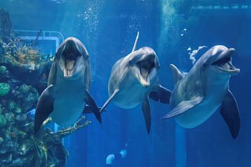 Drie dolfijnen zwemmen in het aquarium en kijken je aan met open mond close up view van Mohamed Abdelrazek