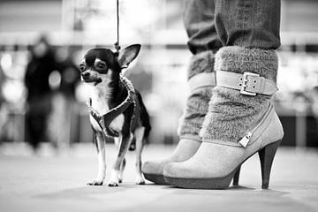 Chihuahua et talons hauts sur Mirjam van den Berg