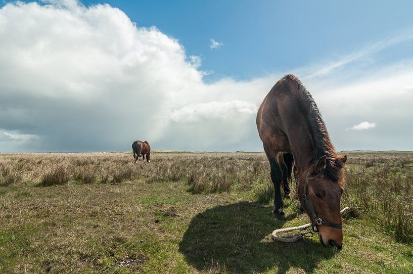 Paard op de Boschplaat von Albert Wester Terschelling Photography