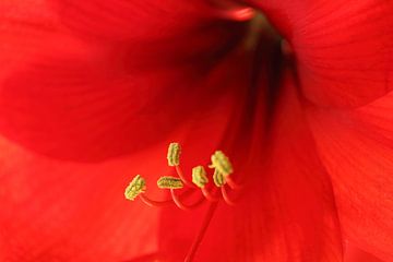 Amaryllis hippeastrum von Michel Vedder Photography