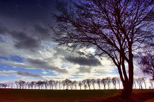 Bomen in het avondlicht