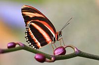 Falter aus der Orchideenrispe
