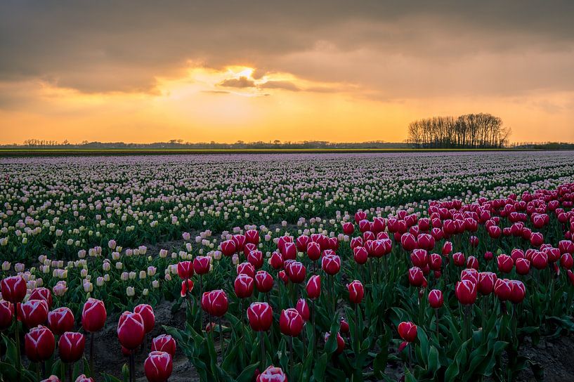 Tulpenveld van Peter Deschepper