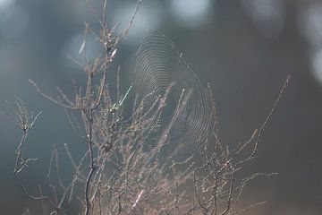 spinnenweb van Tania Perneel