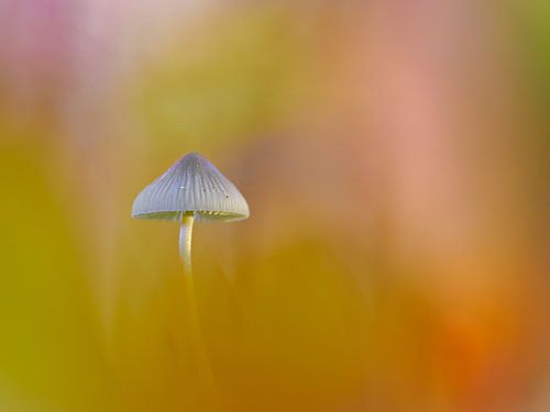 Feiner, kleiner Pilz: Helmling mit Bokeh