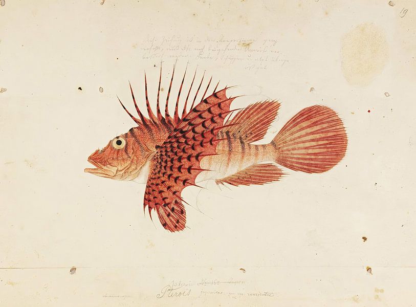 Pterois lunulata Temminck und Schlegel, Kawahara Keiga von Fish and Wildlife