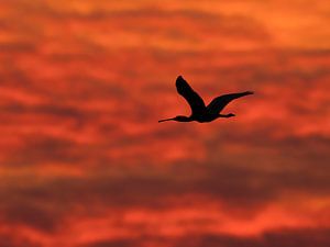 Löffler bei Sonnenaufgang von Laurens de Waard