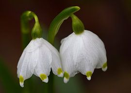 Blossoms of the Marzenbecher by UMWELTBILD Kurt Möbus