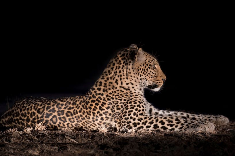 Leopard in der Nacht von Felix Sedney