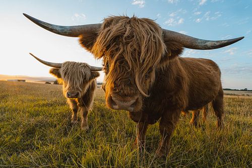 Highland cattle