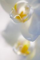 Orchidee
