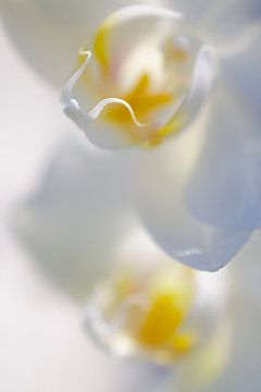Orchidee van Robby Stifter