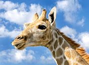 Jonge Giraffe in Namibië 2 van Jan van Reij thumbnail