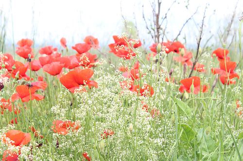 poppies the ballet continues