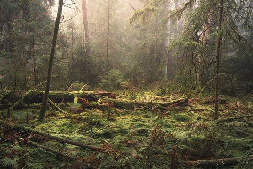 Mystischer Bannwald Wettenberger Ried im Herbst bei Nebel