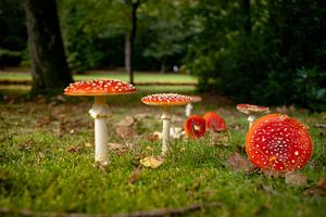 Agaric moucheté dans la forêt